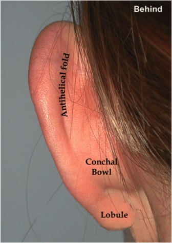 Ear anatomy behind