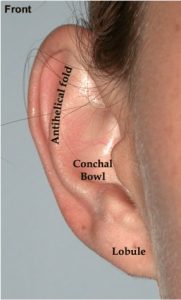 Ear anatomy front
