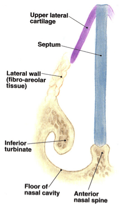 Internal nasal valve anatomy Dr Roth