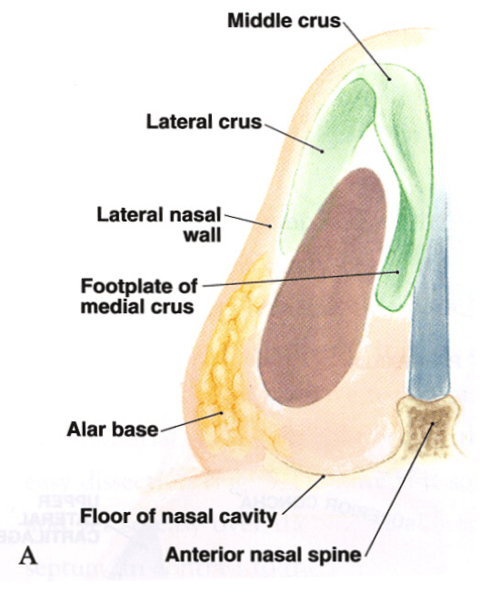 Nasal valve anatomy Dr Roth rhinoplasty