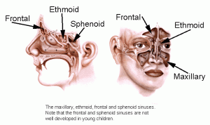 Anatomy of the sinuses