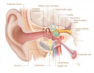 ear anatomy