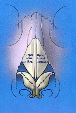 Surgical Breathe Right Strips - Dr Jason Roth